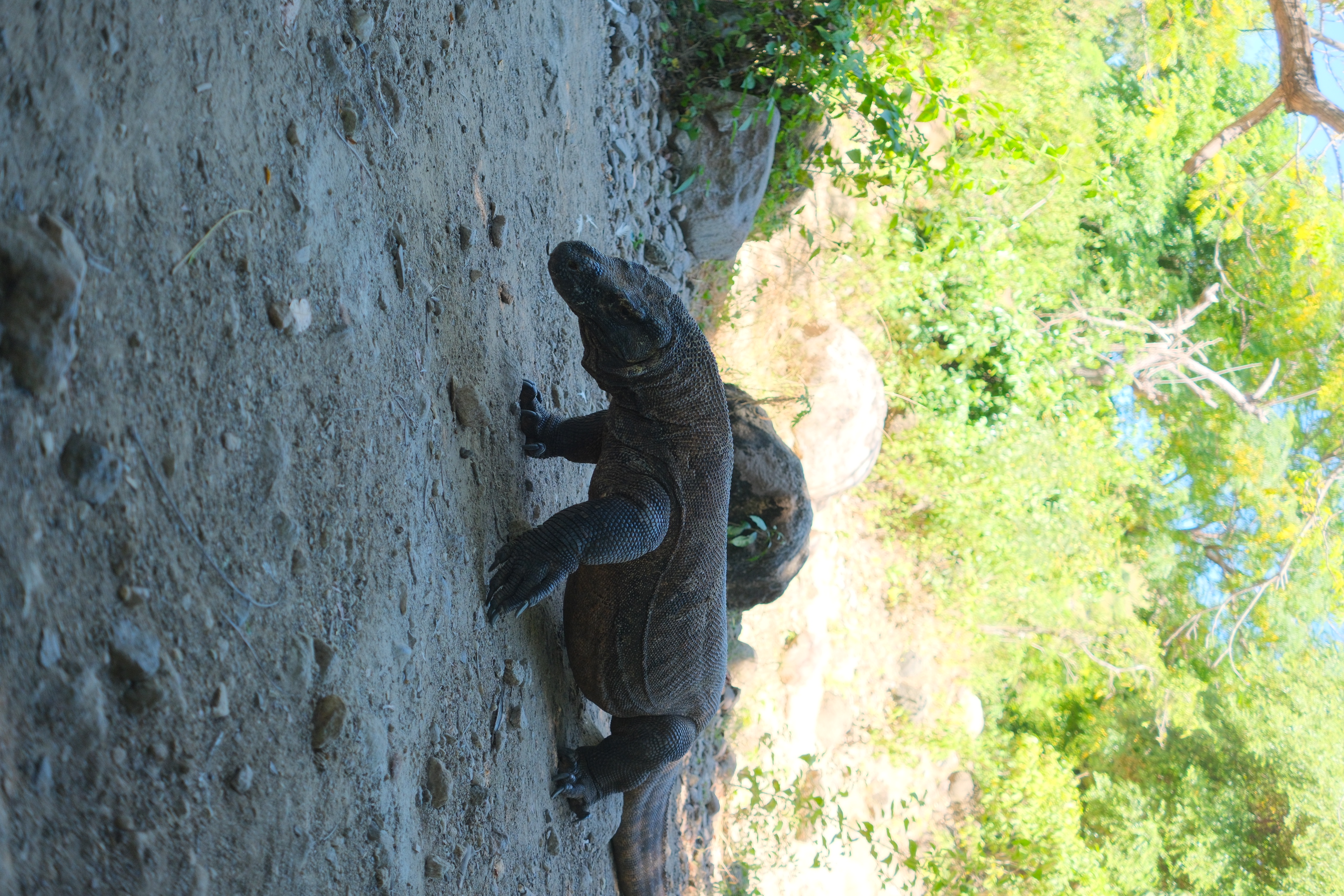Komodo